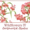 Wildflowers IV - 32362 11 - Summer-5490