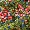 Wildflowers V - 32640 11 - Summer-0
