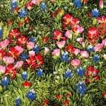 Wildflowers V - 32640 11 - Summer-0