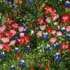 Wildflowers V - 32640 12 - Spring-0