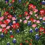 Wildflowers V - 32640 12 - Spring-0
