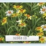 Wildflowers IV - 32363 13-0